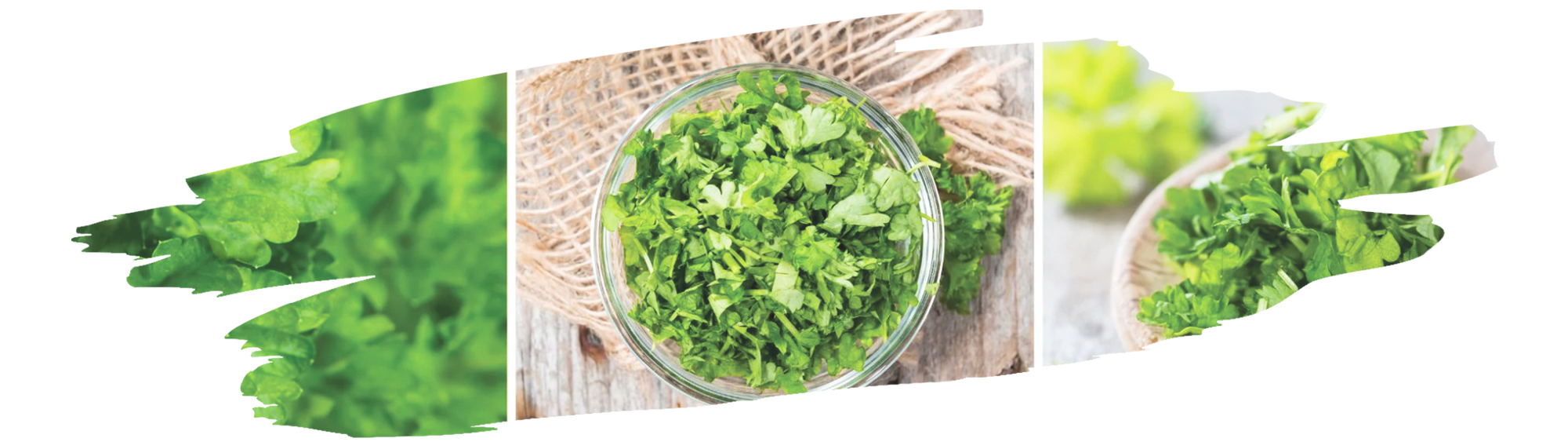 comparison of culantro and cilantro highlighting flavor intensity and culinary uses