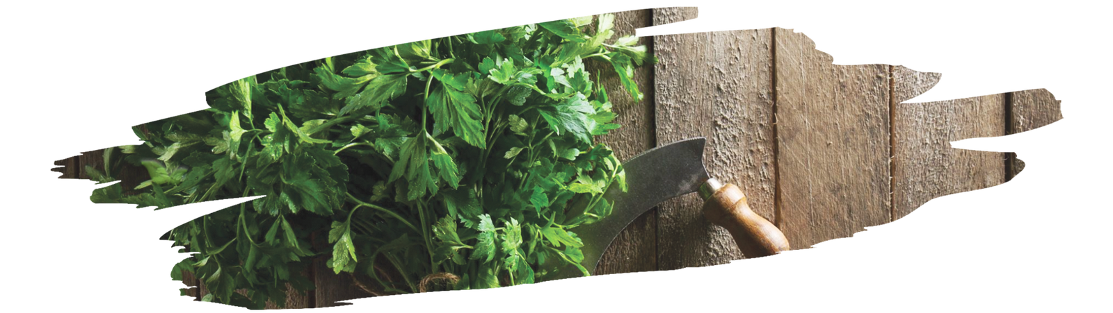 close up of cilantro macho used in cooking demonstrating its bold strong flavor