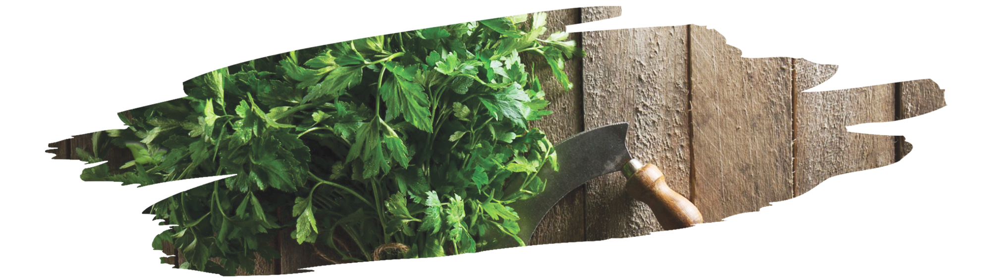 close up of cilantro macho used in cooking demonstrating its bold strong flavor