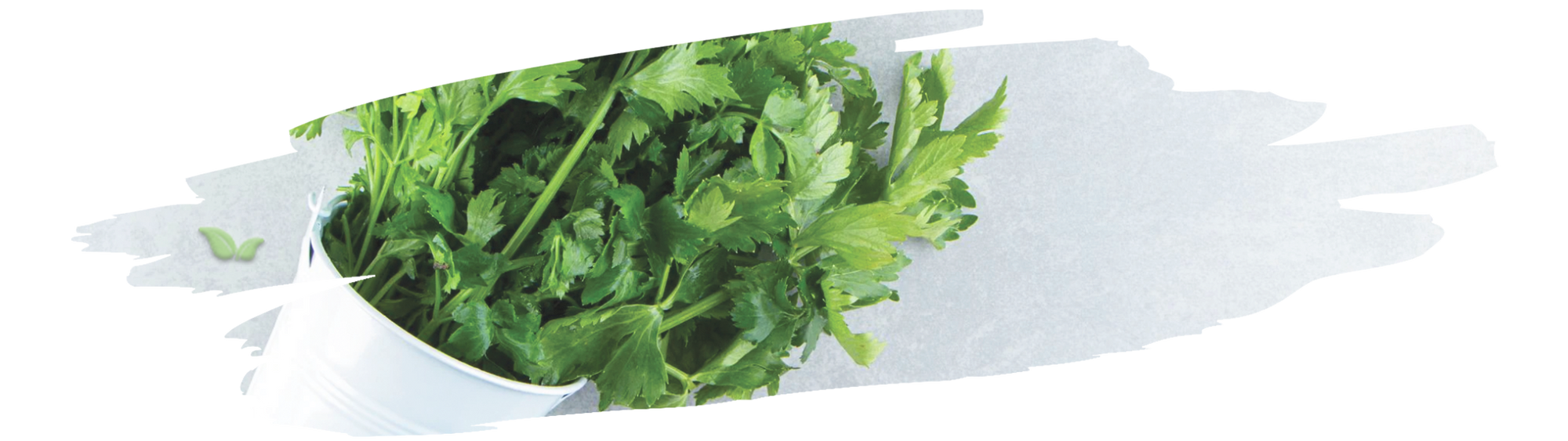 micro cilantro garnish on gourmet dish demonstrating its bold flavor and aroma