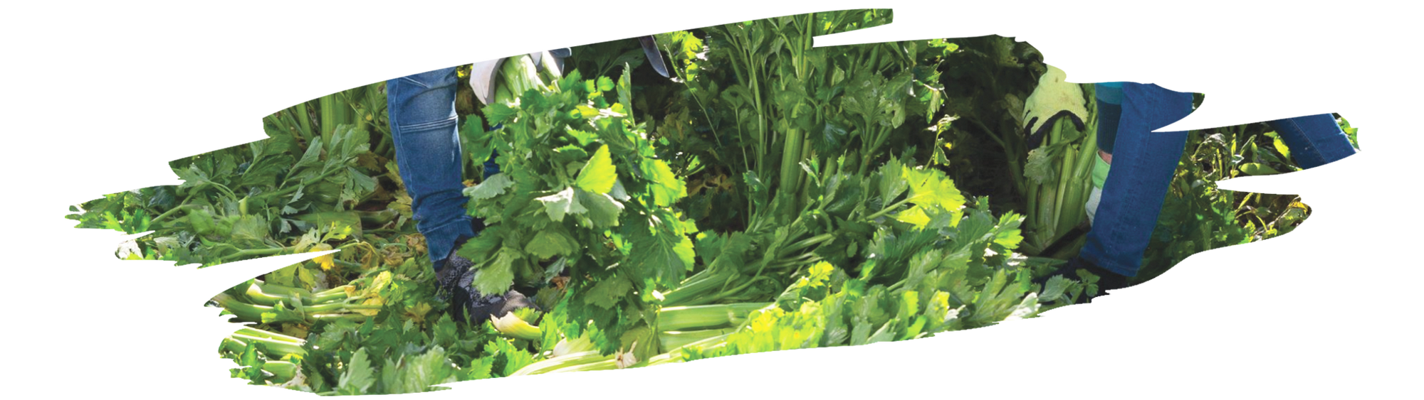 comparison of celery plant and seeds highlighting flavor and culinary uses