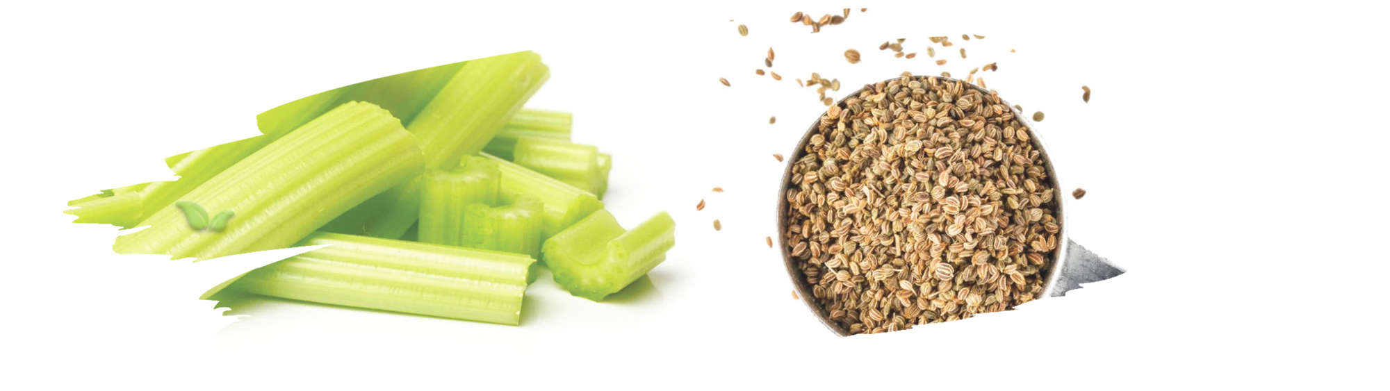 comparison of celery plant and seeds highlighting flavor and culinary uses