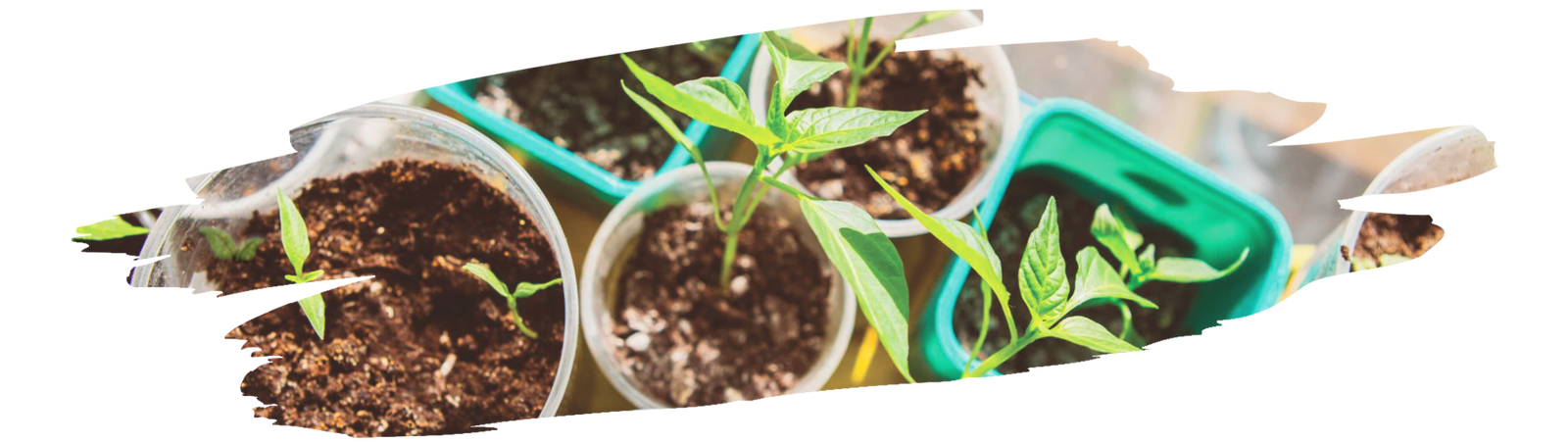 Fresh caraway seedlings growing in a rustic backyard herb patch