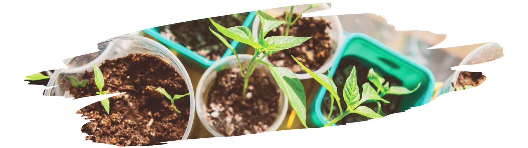 Fresh caraway seedlings growing in a rustic backyard herb patch