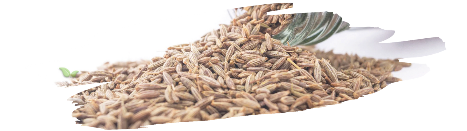 Organized caraway seed container on a cozy kitchen spice rack