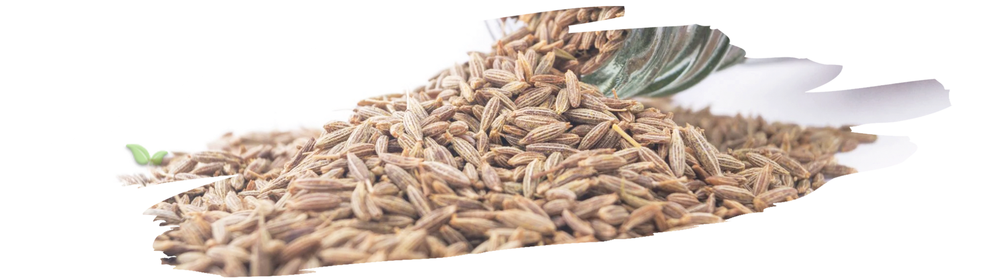 Organized caraway seed container on a cozy kitchen spice rack