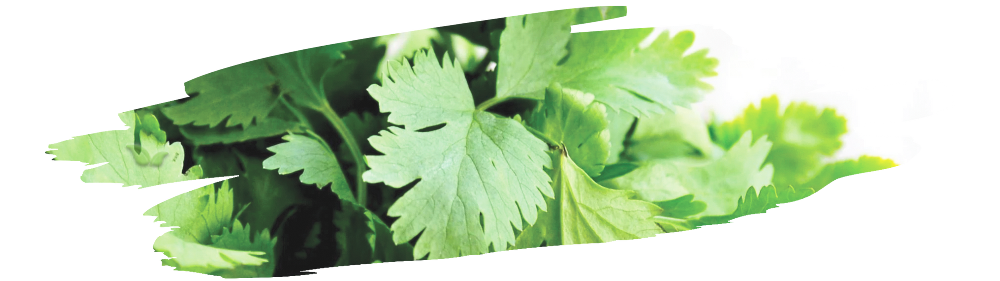 Bright green cilantro herb bundle for flavorful culinary dishes