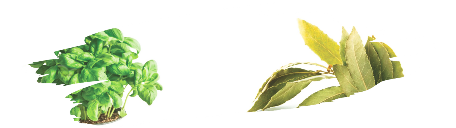Fresh bay leaves versus basil for culinary seasoning comparison