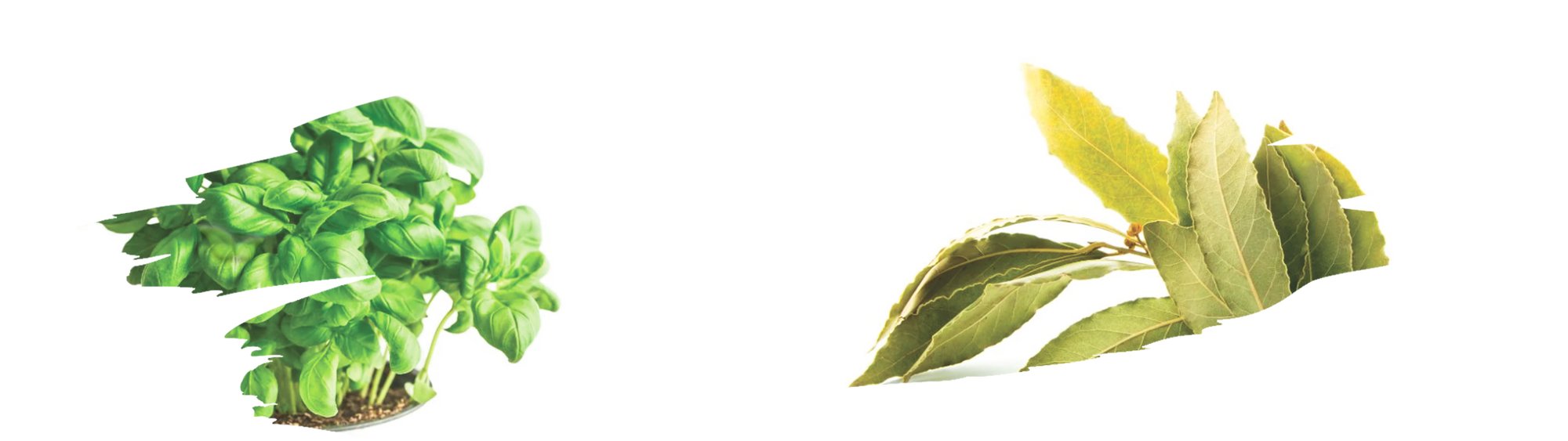 Fresh bay leaves versus basil for culinary seasoning comparison