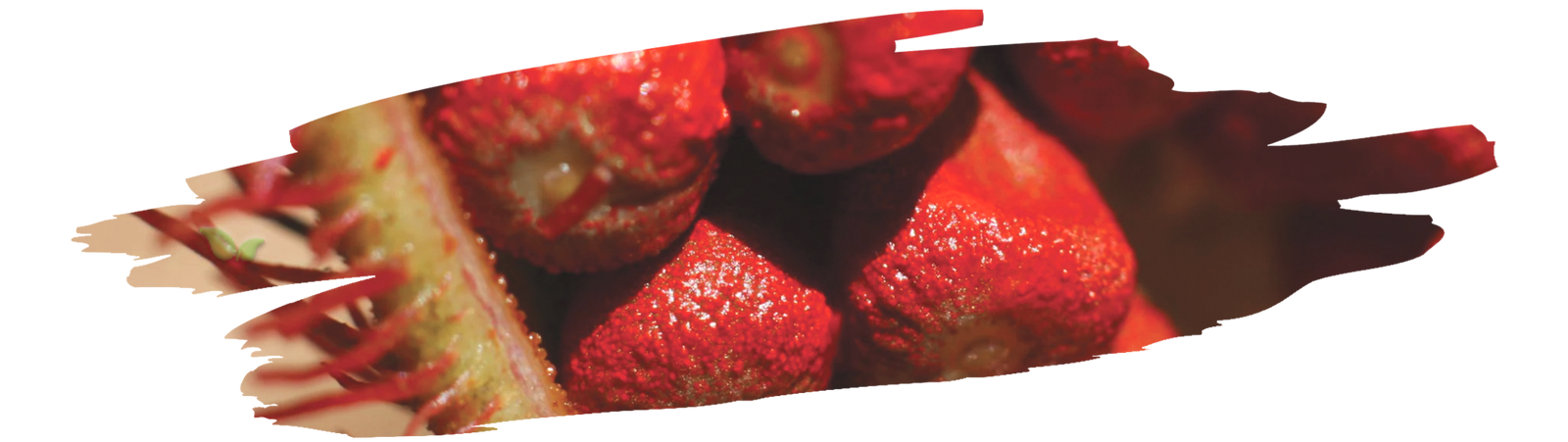 bottle of homemade annatto oil with bright red color used for cooking and seasoning