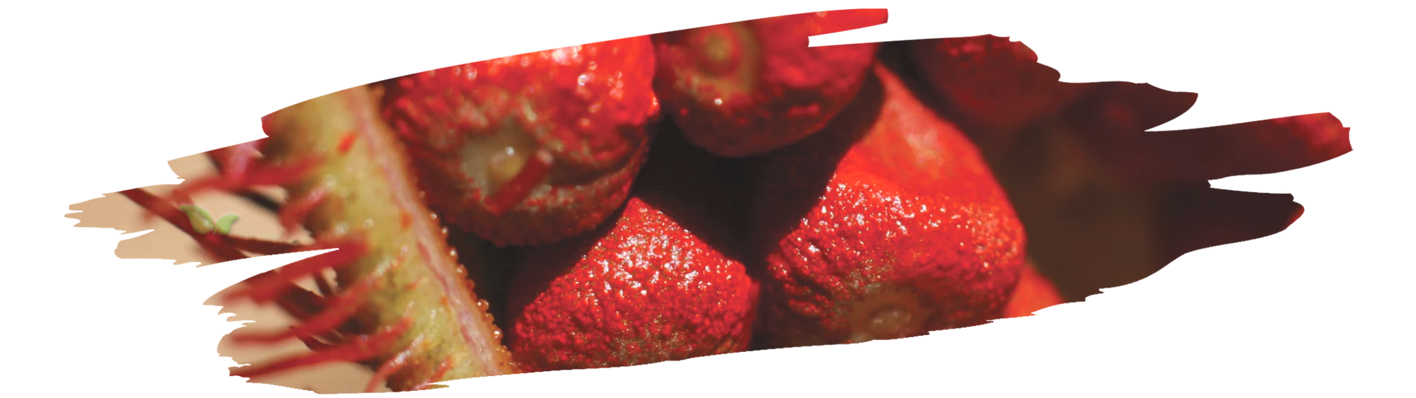 bottle of homemade annatto oil with bright red color used for cooking and seasoning