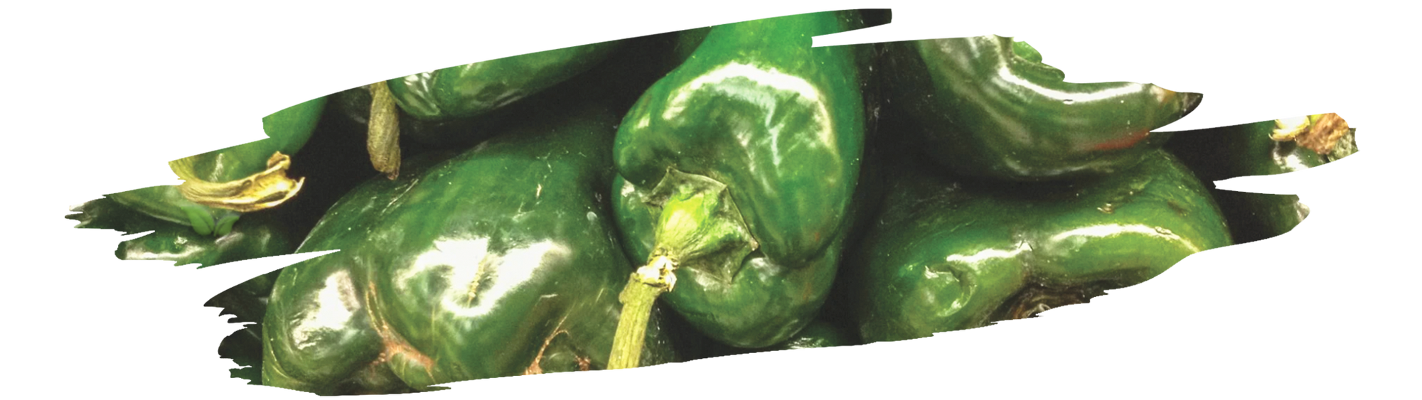 gardener harvesting ripe ancho peppers showing how to grow ancho peppers at home
