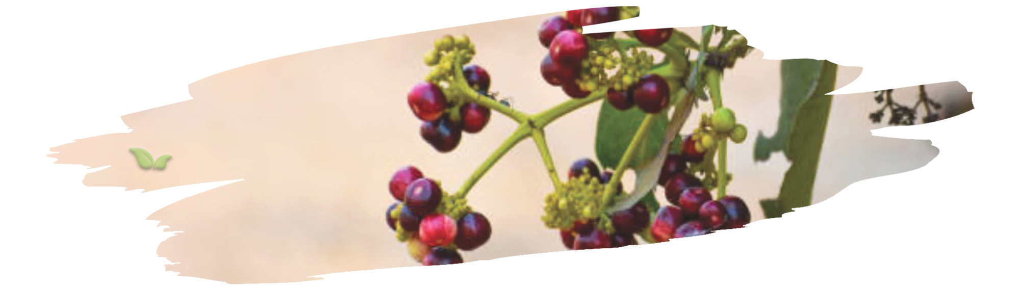 close up of allspice tree branches showing unripe and ripe allspice berries