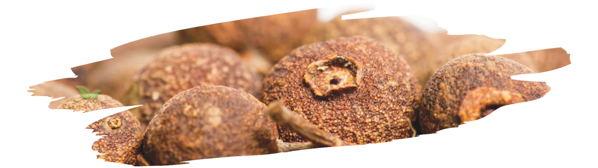 map and spices representing the caribbean origin of allspice