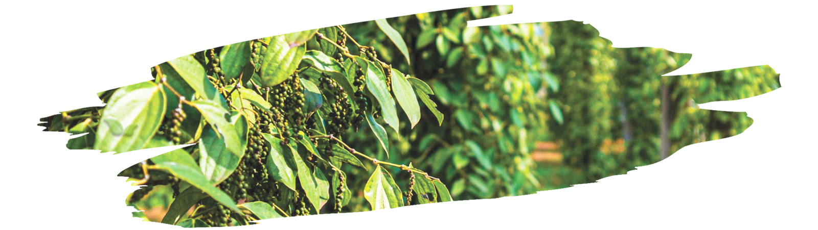 fresh pepper berries turning black during sun drying to make black pepper