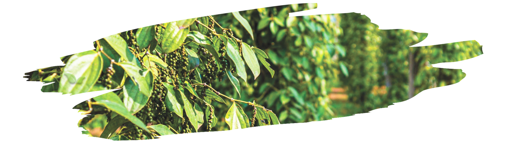 fresh pepper berries turning black during sun drying to make black pepper