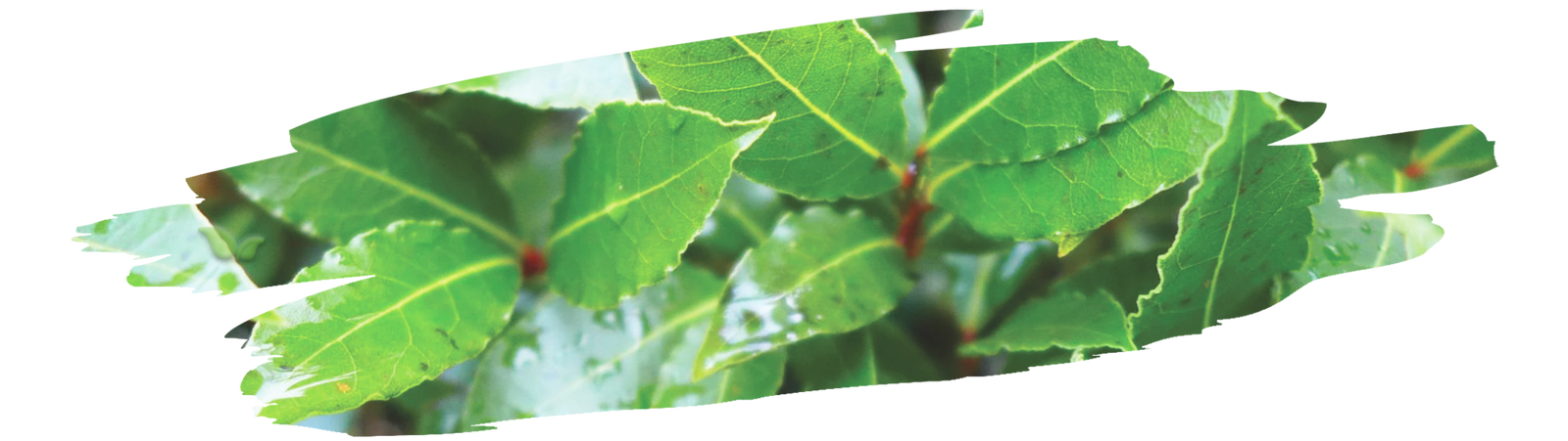 close up of laurel tree branches showing natural source of bay leaves