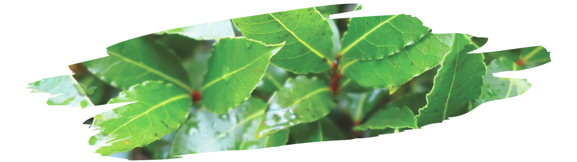 close up of laurel tree branches showing natural source of bay leaves