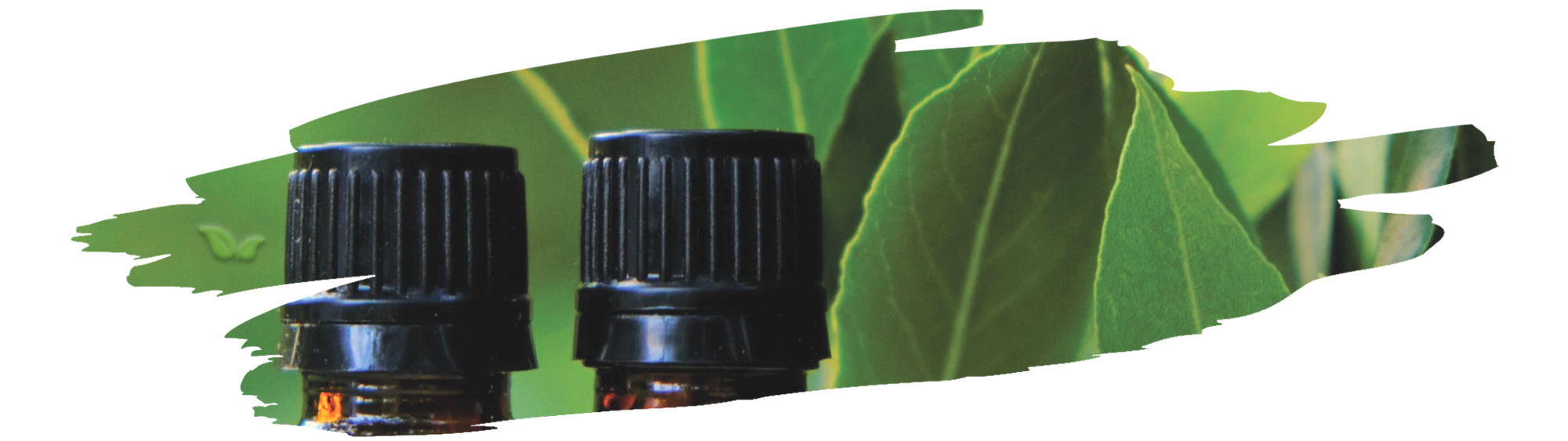 bay leaves infused in oil showing the process of making aromatic bay leaf oil