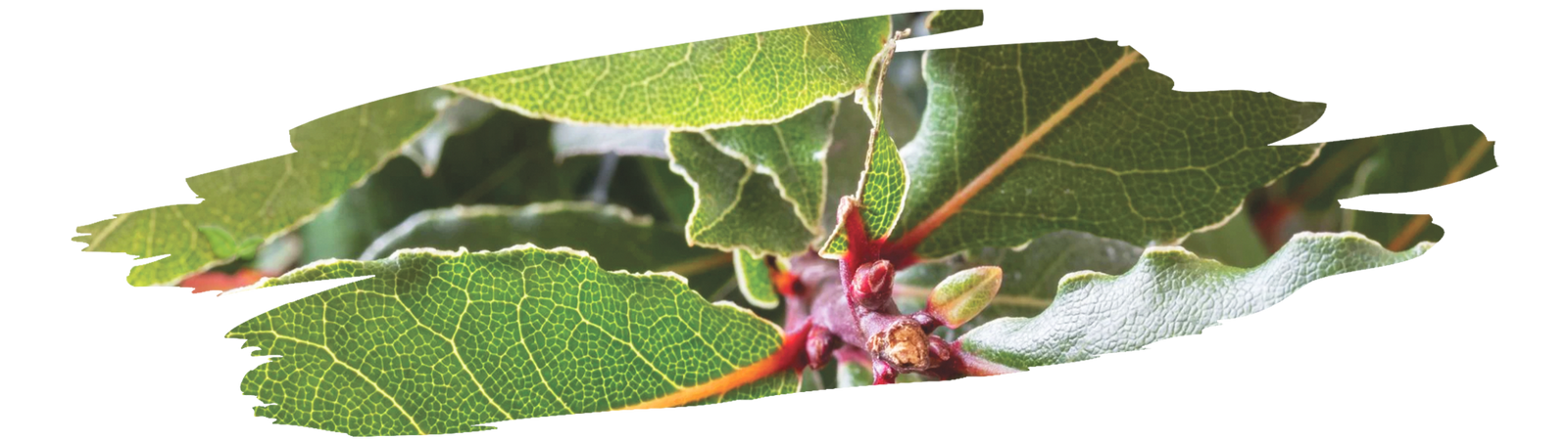 close up of bay laurel tree branches showing fresh bay leaves ready for harvest