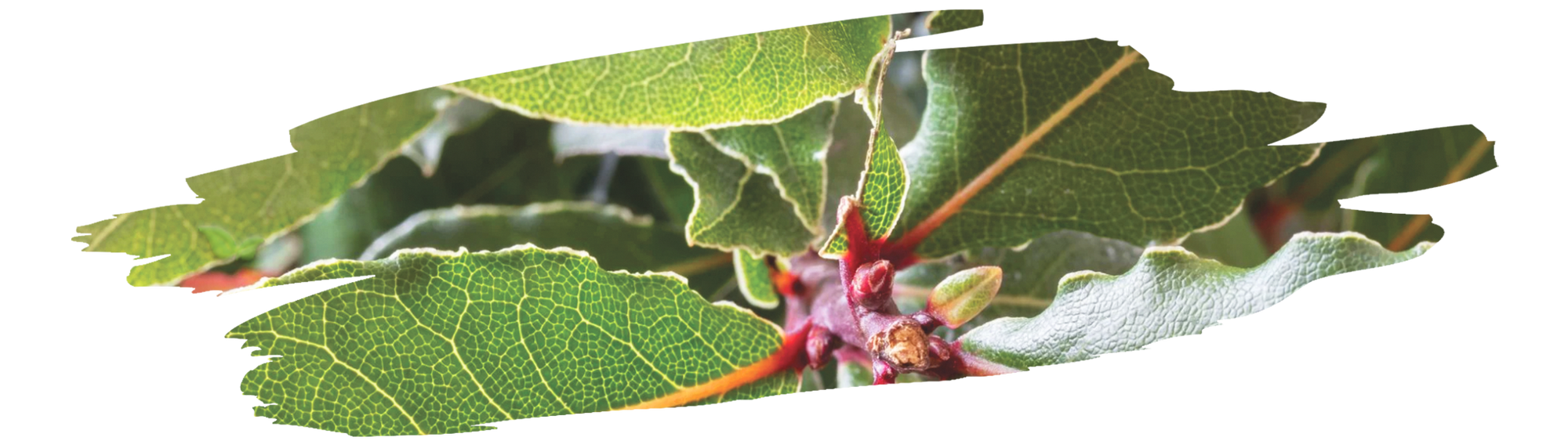 close up of bay laurel tree branches showing fresh bay leaves ready for harvest