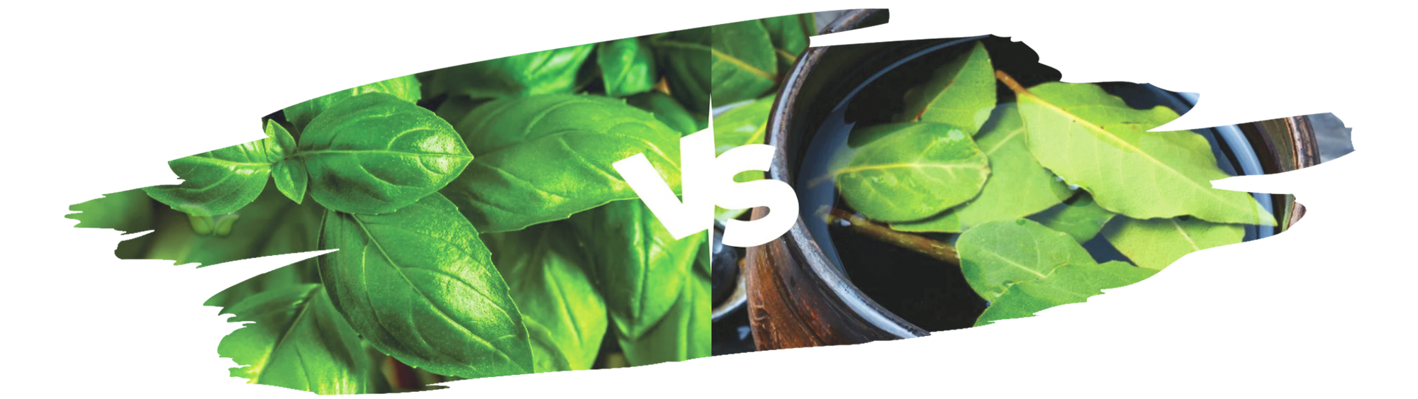 spices comparison of bay leaves and basil highlighting their distinct aroma and culinary uses