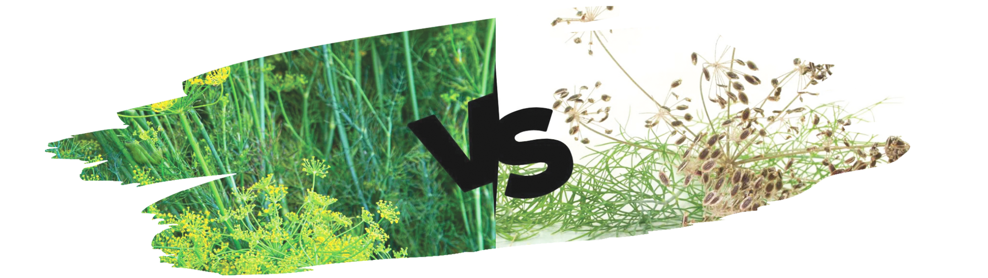 Comparison of dill seed and dill weed displayed side by side on a kitchen counter.