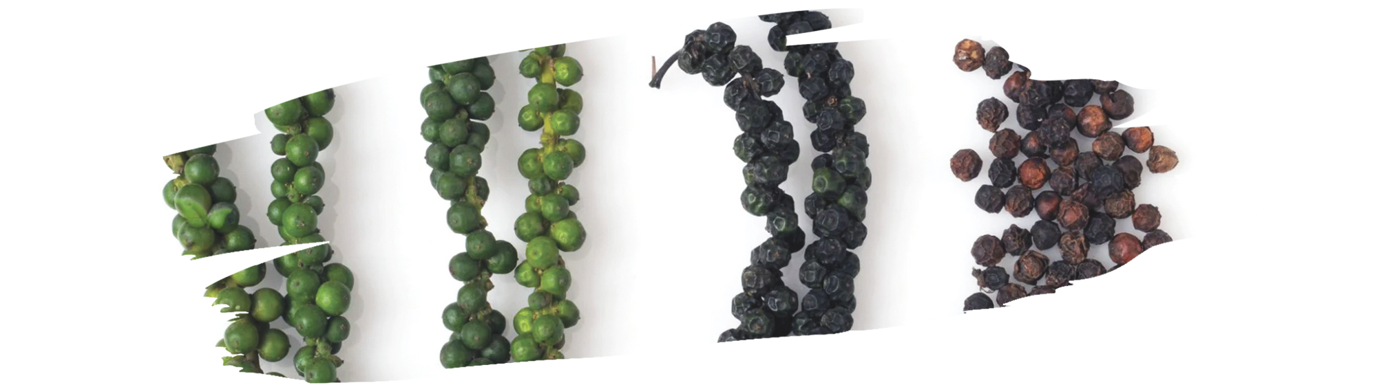 Freshly picked black pepper berries spread out in the sun for drying after harvest.