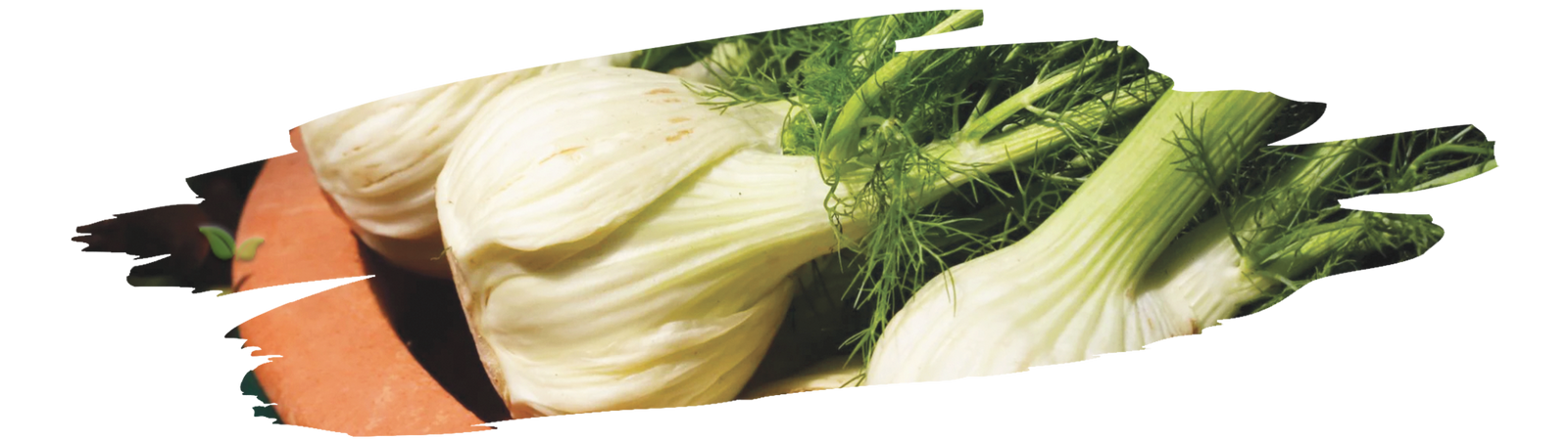 Fennel seeds and sliced fennel used in salads, soups, and roasted dishes for flavor