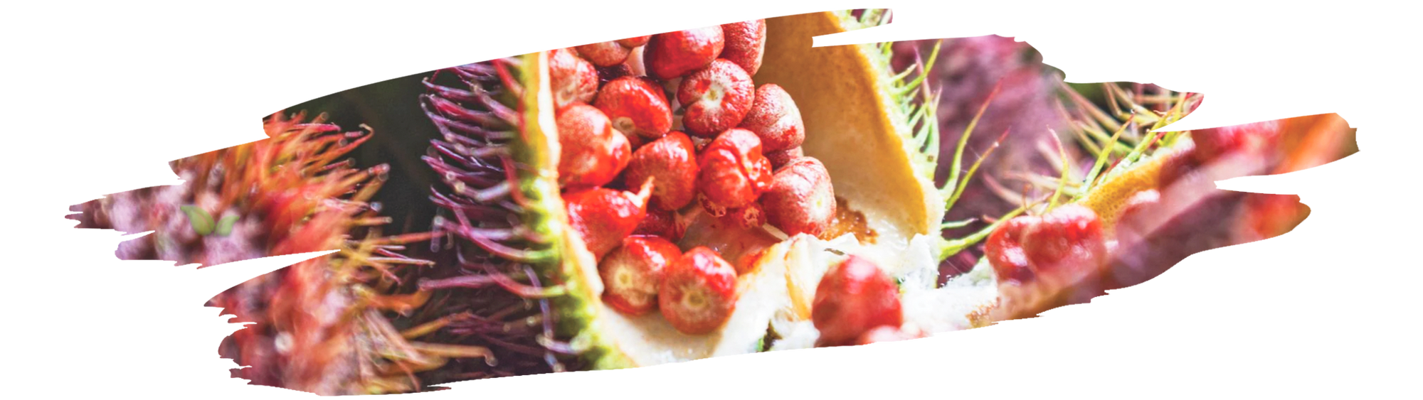 Cook infusing annatto seeds in oil to add natural color and flavor to dishes