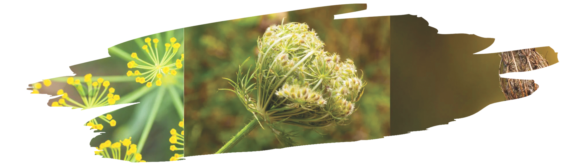 Close-up of dried caraway seeds being separated from harvested plants for spice production