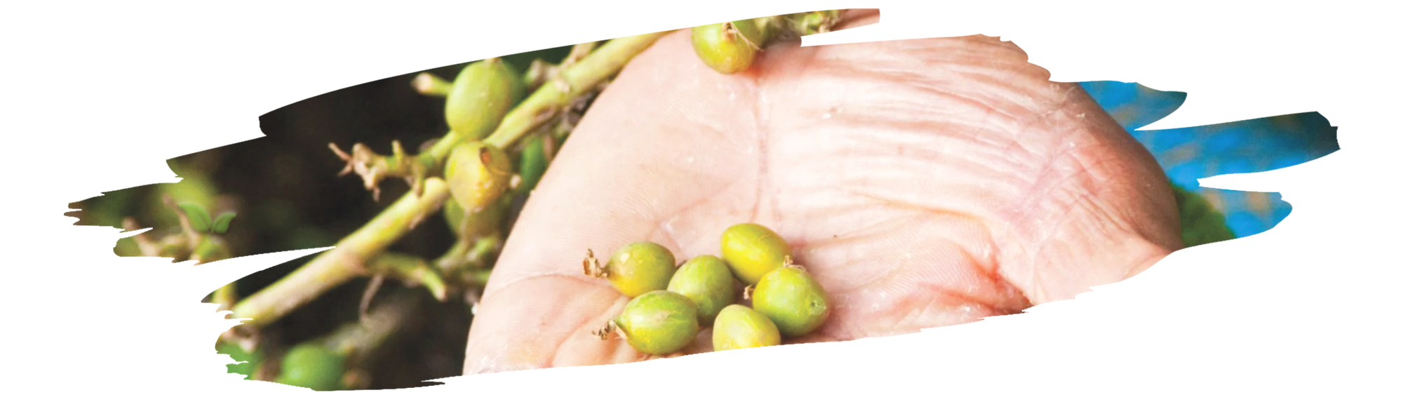 Close-up of freshly picked cardamom pods being dried and seeds extracted for spice use