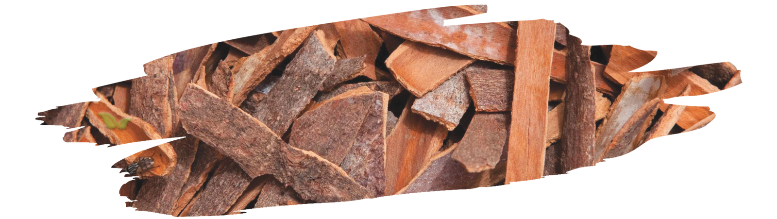 Farmer harvesting high-quality cinnamon bark in Sri Lanka plantation