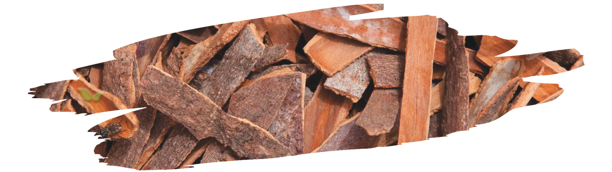 Farmer harvesting high-quality cinnamon bark in Sri Lanka plantation