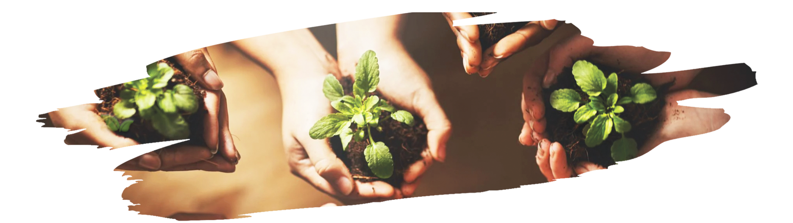 Assorted organic spices in glass jars with eco-friendly packaging and green foliage background