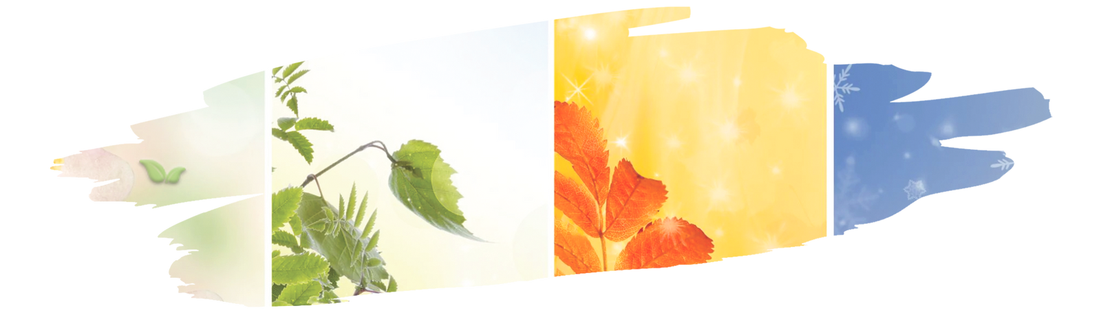 Chef preparing dishes using diverse seasoning techniques from different world cuisines