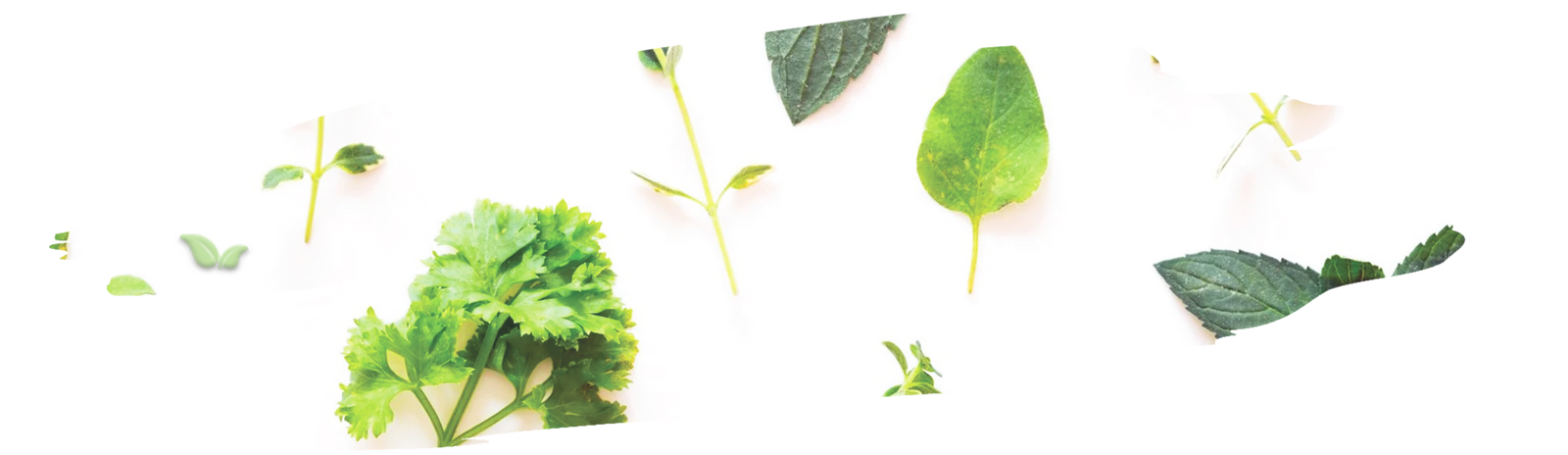 Chef chopping fresh herbs to add flavor and aroma to homemade dishes