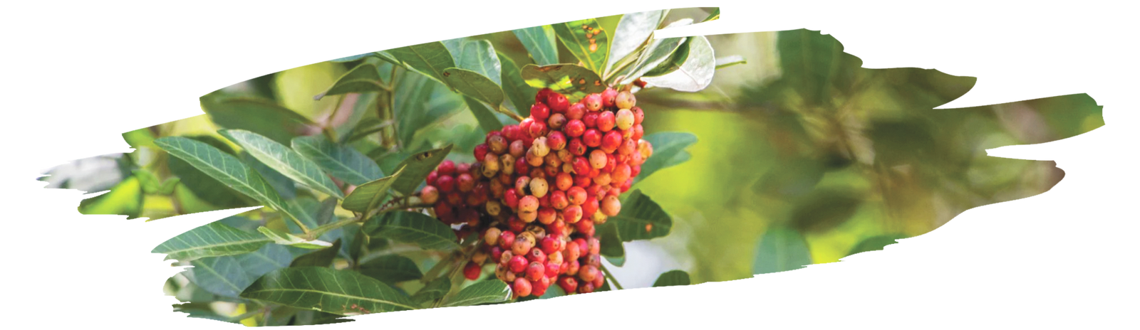 Pink peppercorns scattered on wooden surface highlighting their sweet and spicy flavor
