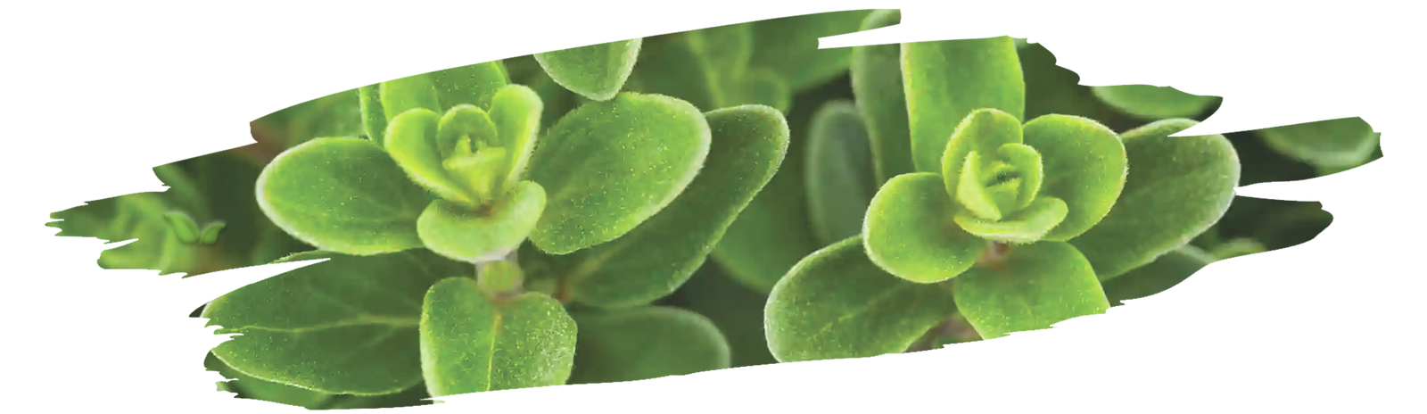 Dried marjoram and alternative herbs displayed in small bowls for cooking replacement