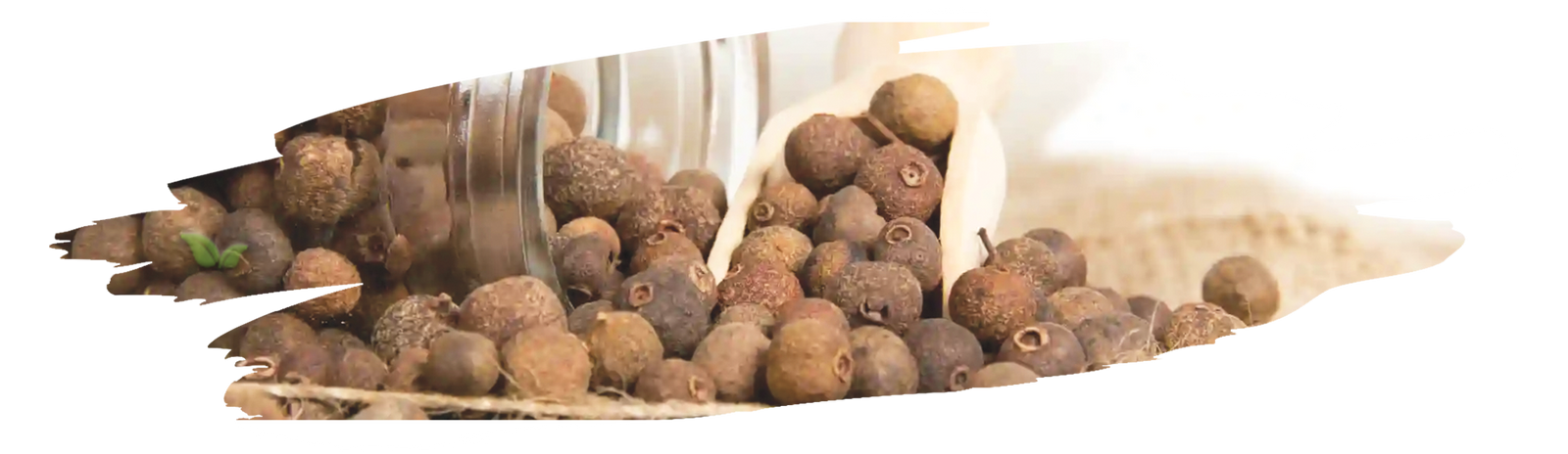 Spoonful of aromatic allspice powder used for baking and cooking