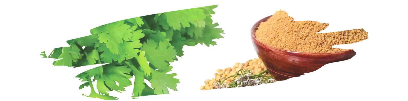 Comparison of coriander seeds, ground coriander, and fresh cilantro leaves for cooking