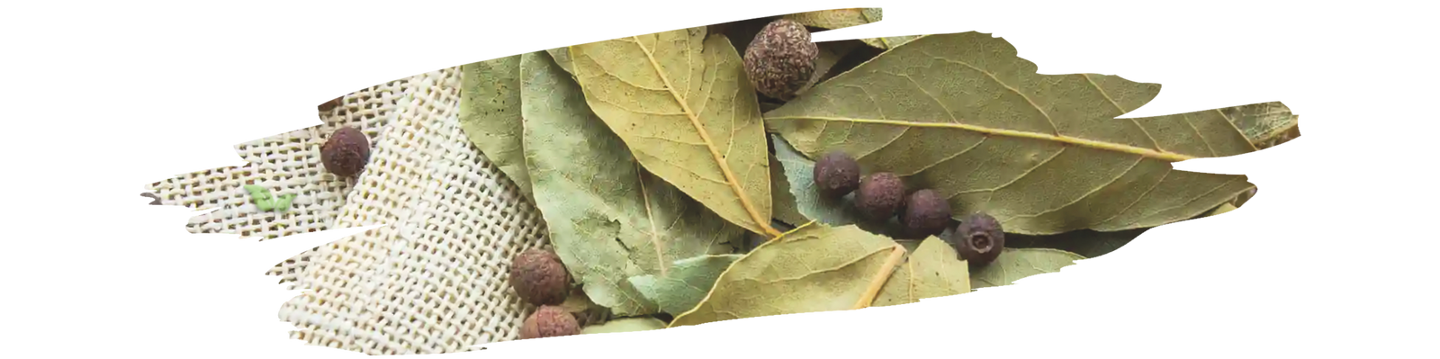 Bay leaf plant with green aromatic leaves growing in garden