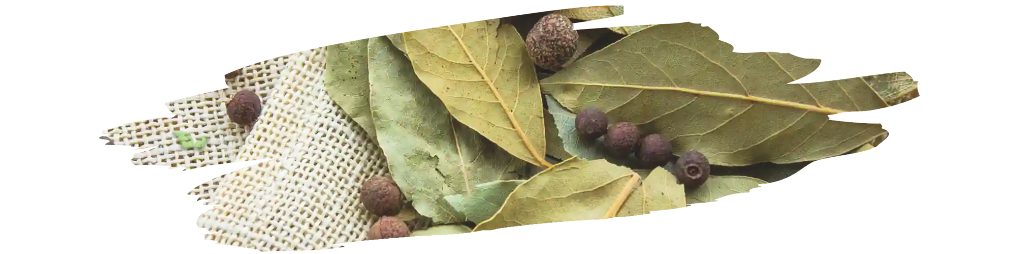Bay leaf plant with green aromatic leaves growing in garden