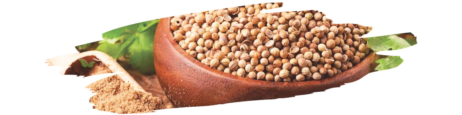 Comparison of cilantro herb and coriander spice used in cooking with distinct flavors and uses.