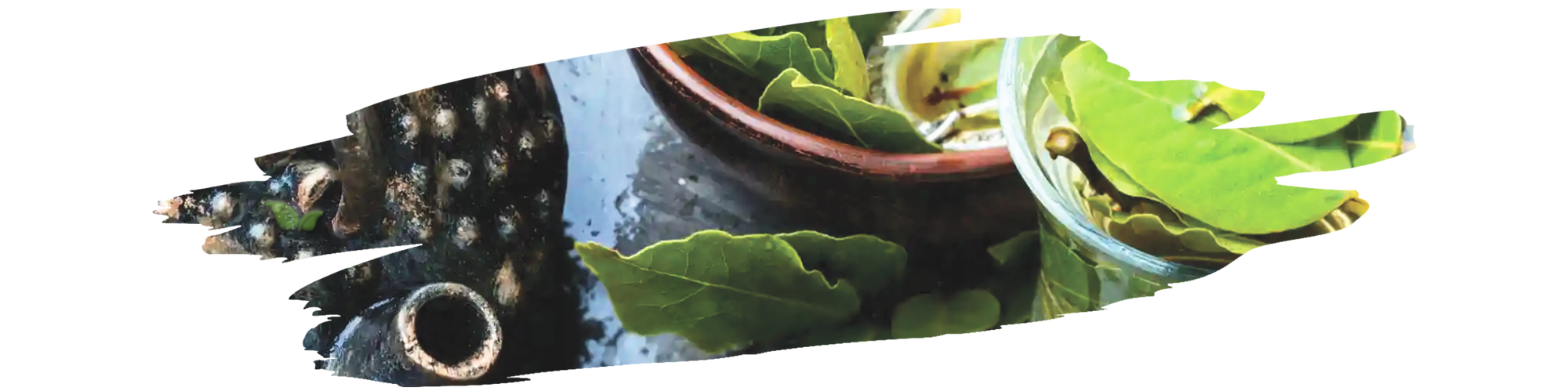 Comparison of Indian bay leaf and regular bay leaf used in different cuisines and flavor profiles.