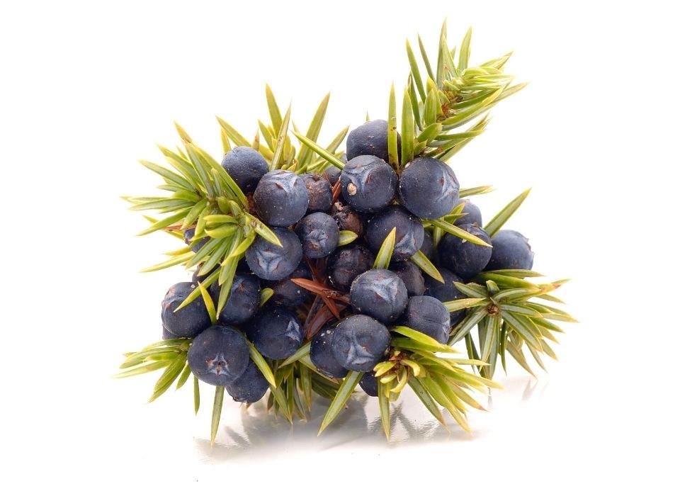 The Versatility of Juniper Berries in Savory and Sweet Applications