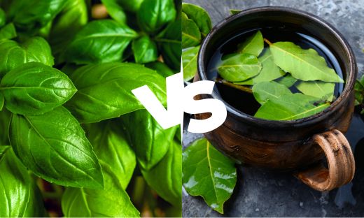 Bay Leaves Vs Basil