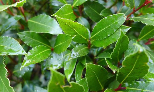Bay Leaf Laurel