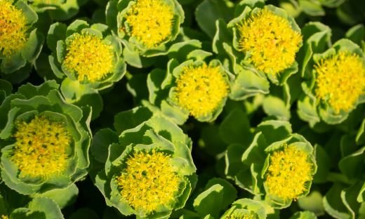 What is Rhodiola?