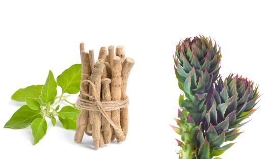 Ashwagandha vs. Rhodiola: Which Adaptogen is Right for You?